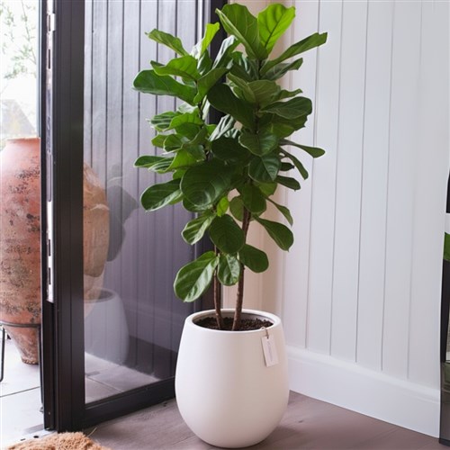 Premium Xl Plant Collection (Saksılı Keman Yapraklı Kauçuk 140-160CM)
