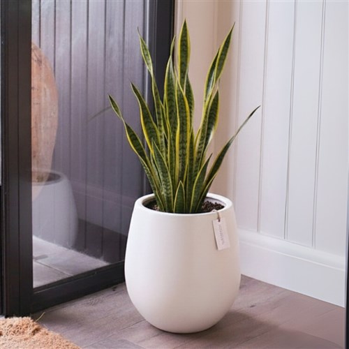 Premium Xl Plant Collection (Saksılı Paşa Kılıcı 100-120CM)