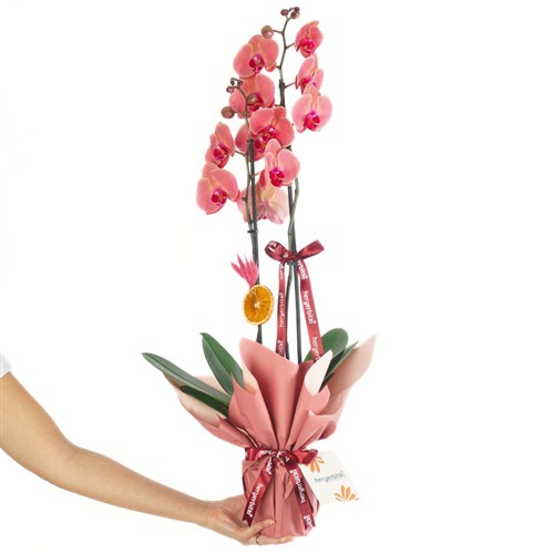 Ateş Orkide - 2 Dallı, Hediye Paketli (Stunning Coral)
