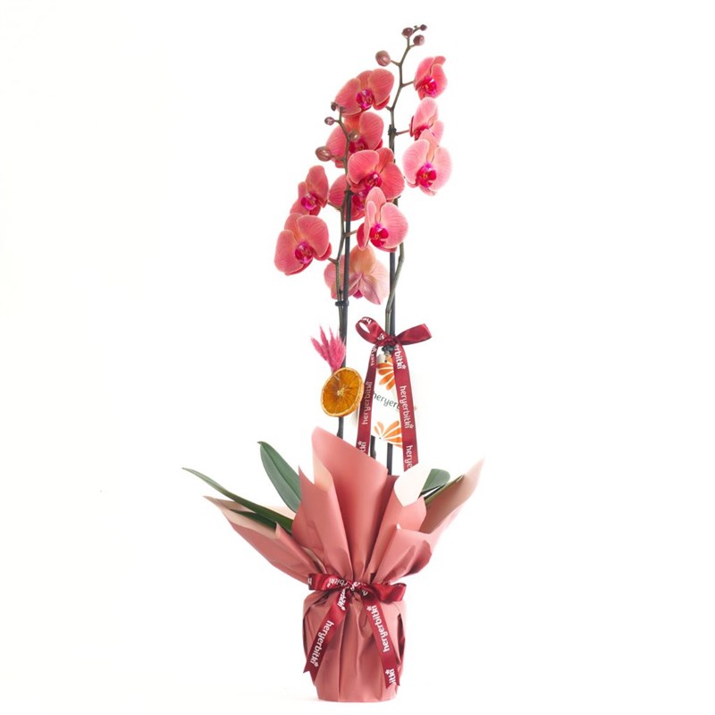 Ateş Orkide - 2 Dallı, Hediye Paketli (Stunning Coral)