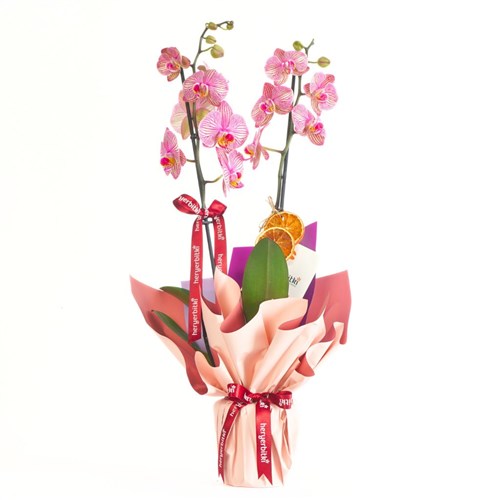 Charming Coral Orchid (Fire Orchid)