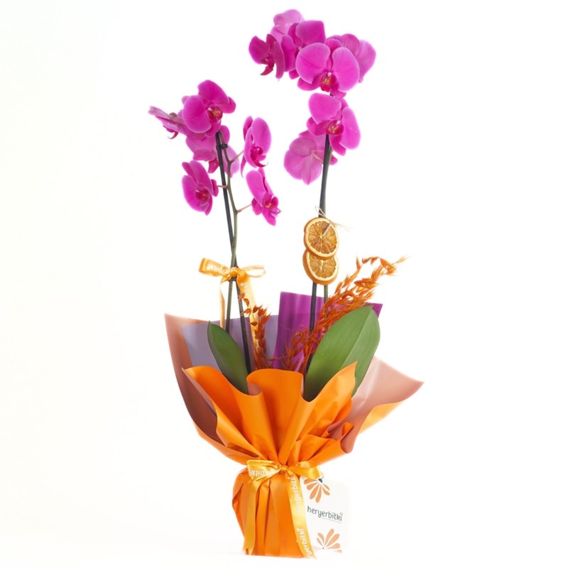 Mor Orkide - 2 Dallı (Vibrant Purple Orchid)