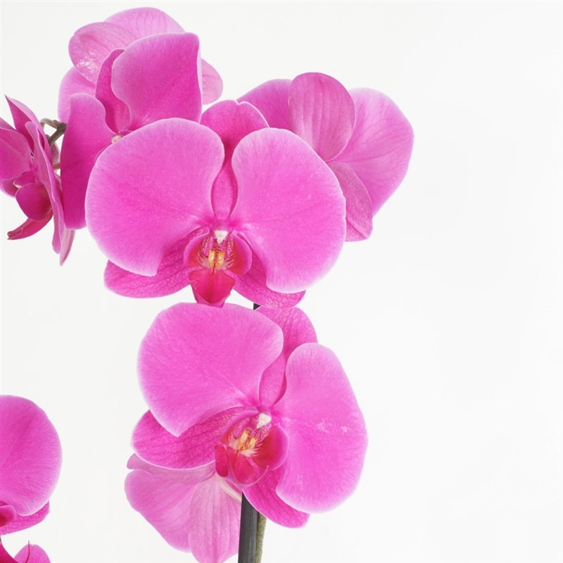 Mor Orkide - 2 Dallı (Vibrant Purple Orchid)