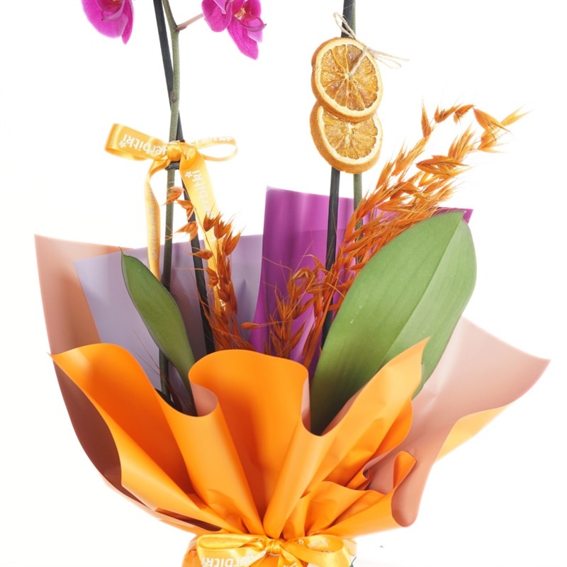 Mor Orkide - 2 Dallı (Vibrant Purple Orchid)