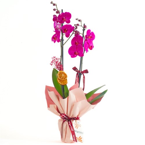 Elegant Purple Orchid