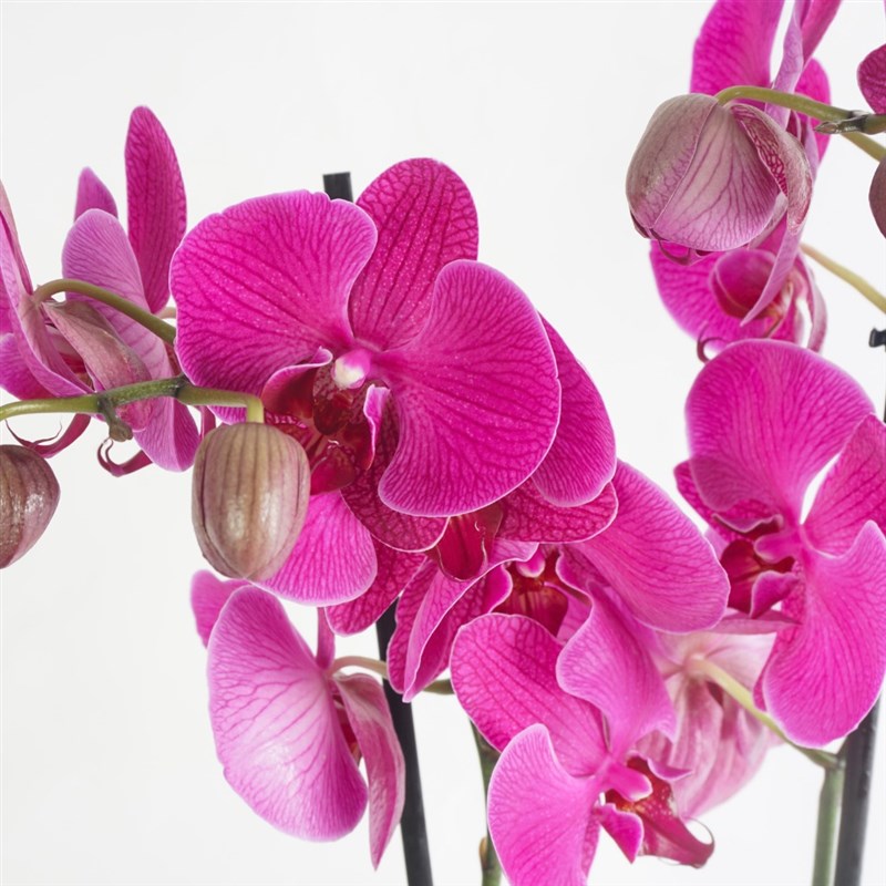 Blooming Orchid (Mor Orkide)