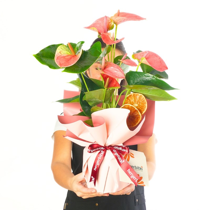 Pink Anthurium Gift (Pembe Antoryum)
