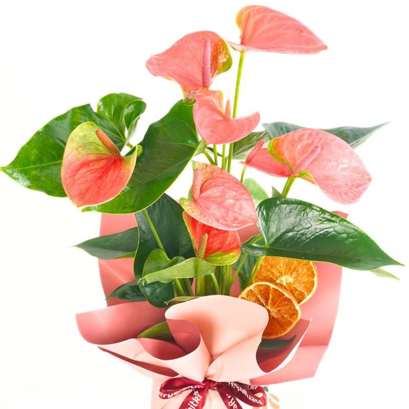 Pink Anthurium Gift (Pembe Antoryum)
