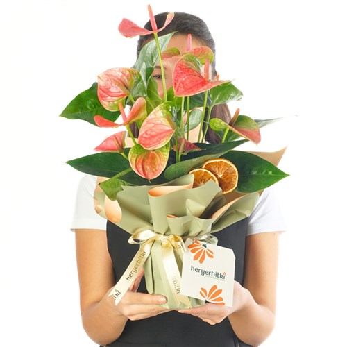 Elegant Green Anthurium(Pink Anthurium)