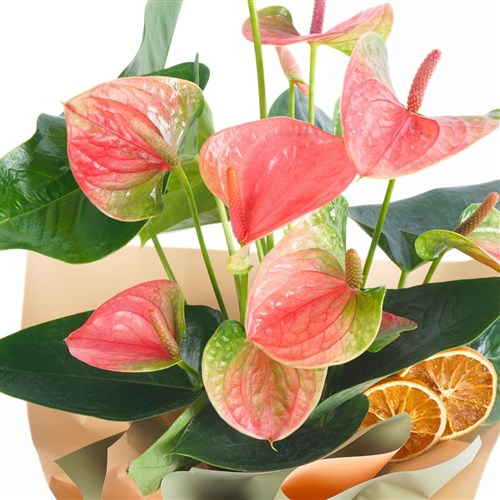 Elegant Green Anthurium(Pink Anthurium)