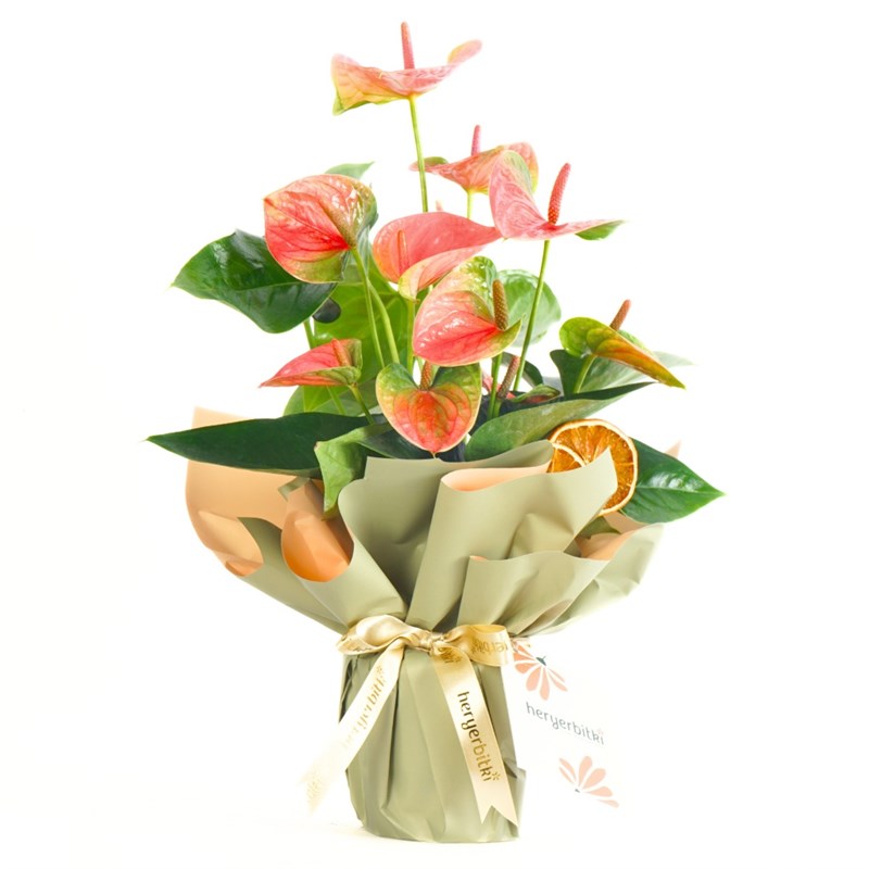 Elegant Green Anthurium(Pembe Antoryum)