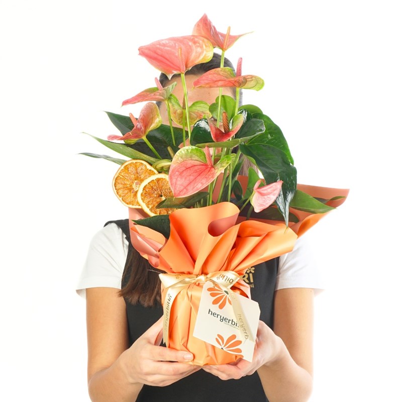 Sunset Orange Anthurium(Pink Anthurium)