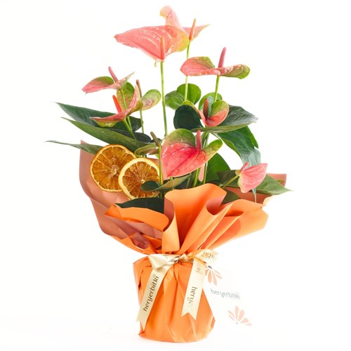Sunset Orange Anthurium (Pembe Antoryum)
