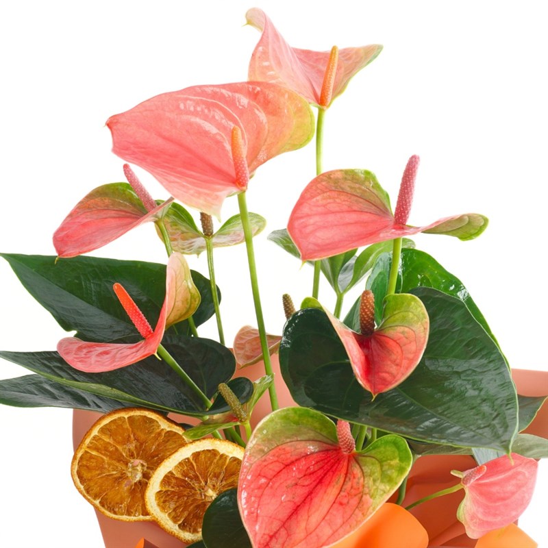 Sunset Orange Anthurium(Pink Anthurium)