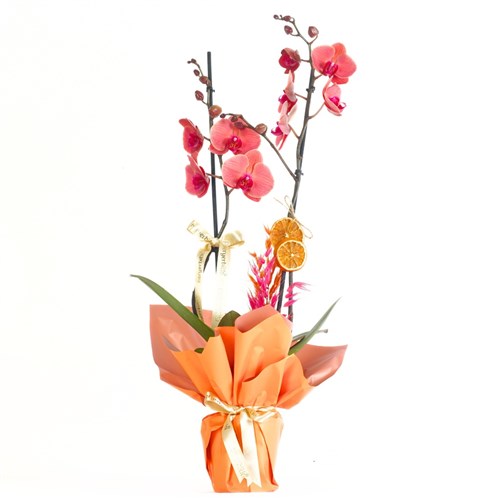 Sunset Coral Gift (Ateş Orkide Aranjmanı)