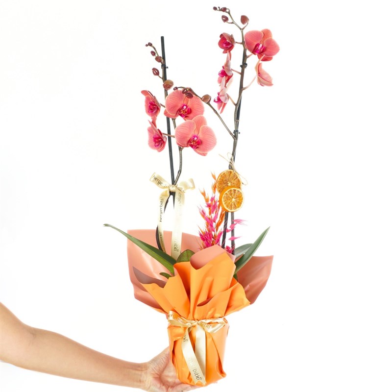 Sunset Coral Gift (Ateş Orkide Aranjmanı)