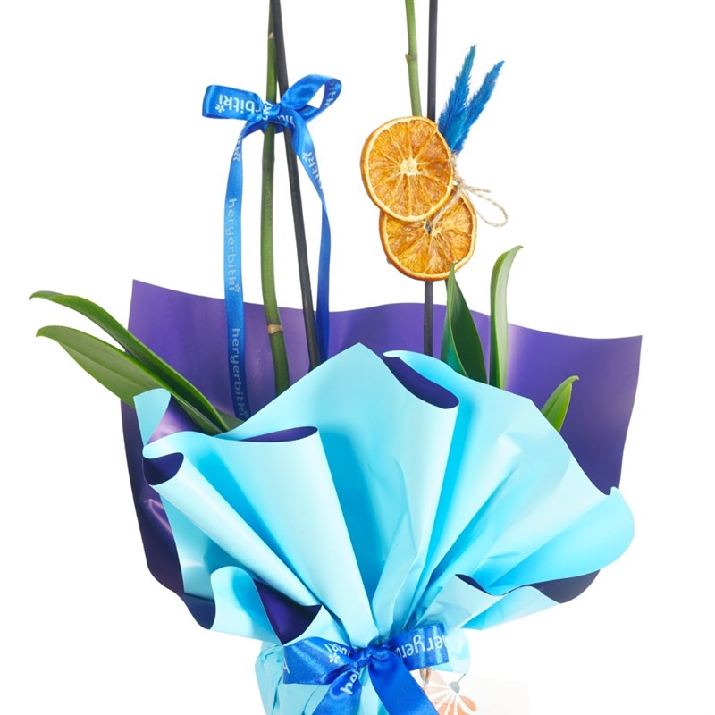 Blue Serenity Orchid (White Orchid in Blue Gift Packaging)