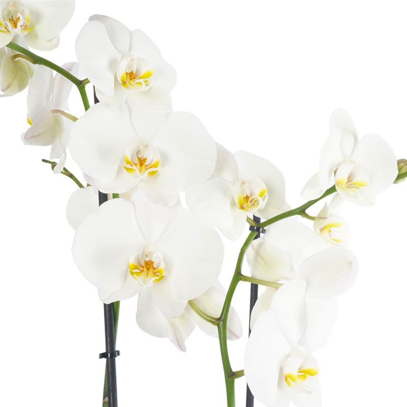 Blue Serenity Orchid (White Orchid in Blue Gift Packaging)