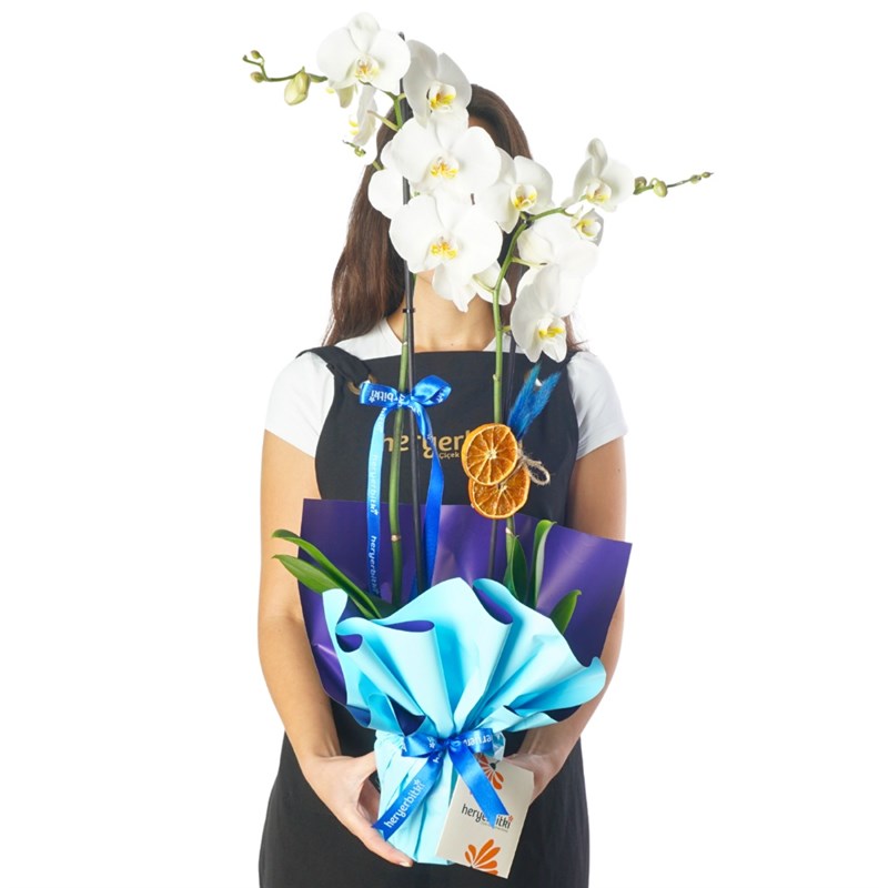 Blue Serenity Orchid (White Orchid in Blue Gift Packaging)