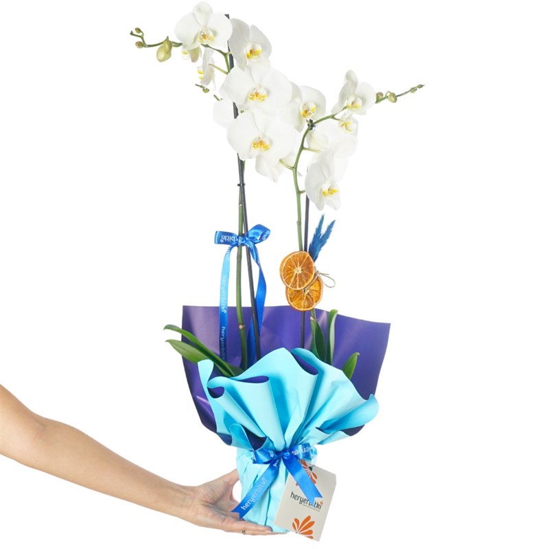 Blue Serenity Orchid (White Orchid in Blue Gift Packaging)
