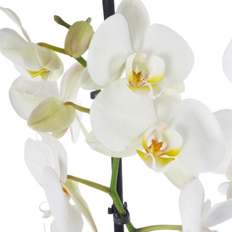 Royal Bloom Orchid (White Orchid in Purple Gift Packaging)