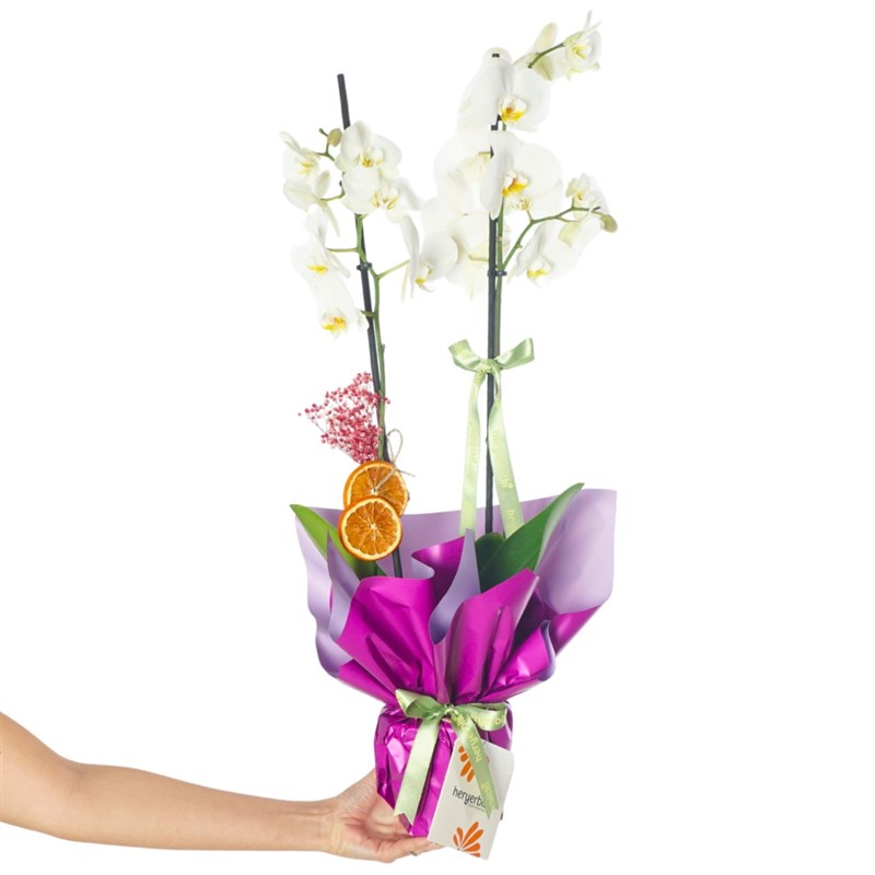 Royal Bloom Orchid (White Orchid in Purple Gift Packaging)