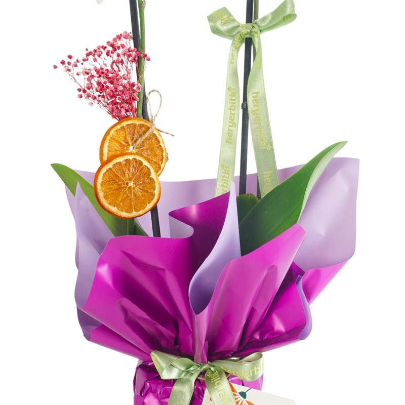 Royal Bloom Orchid (White Orchid in Purple Gift Packaging)