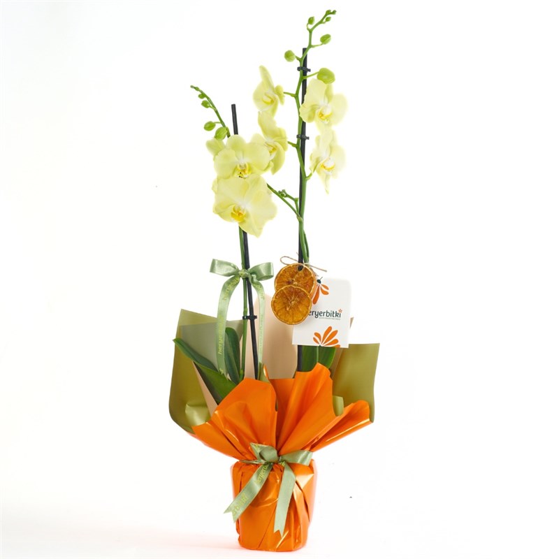 Honey Touch Orchid (Sarı Orkide)