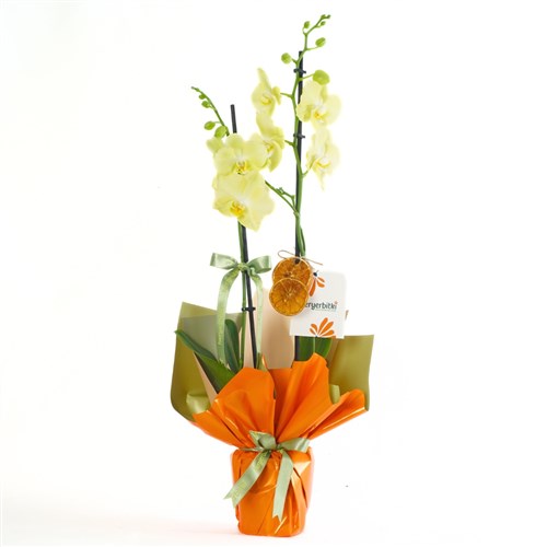 Honey Touch Orchid (Sarı Orkide)