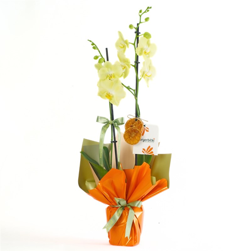 Honey Touch Orchid (Sarı Orkide)