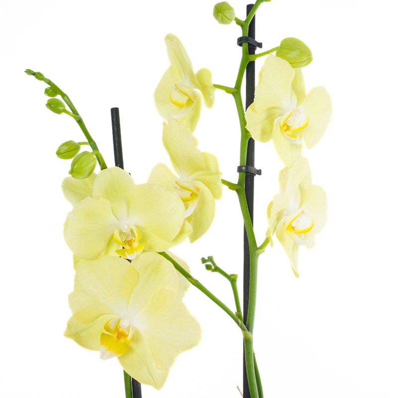 Honey Touch Orchid (Sarı Orkide)
