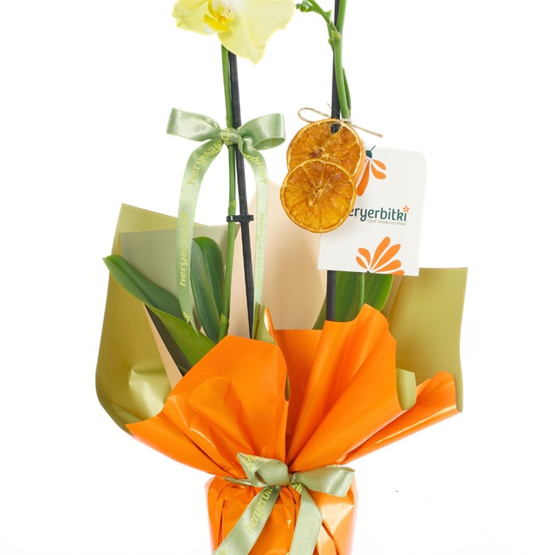 Honey Touch Orchid (Sarı Orkide)