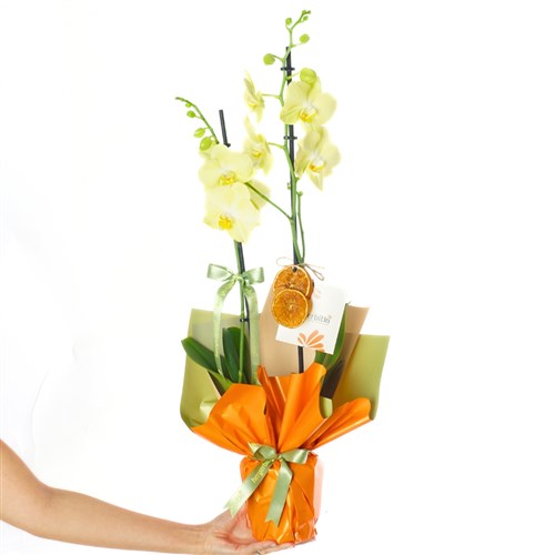 Honey Touch Orchid (Sarı Orkide)