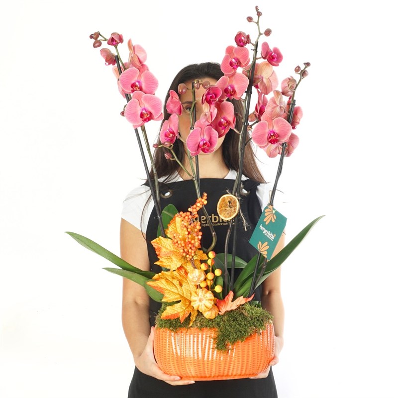 Cozy Dusk Arrangement (4-Stem Fire Orchid Arrangement)