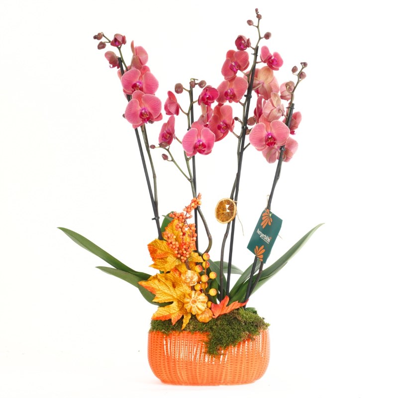 Cozy Dusk Arrangement (4-Stem Fire Orchid Arrangement)