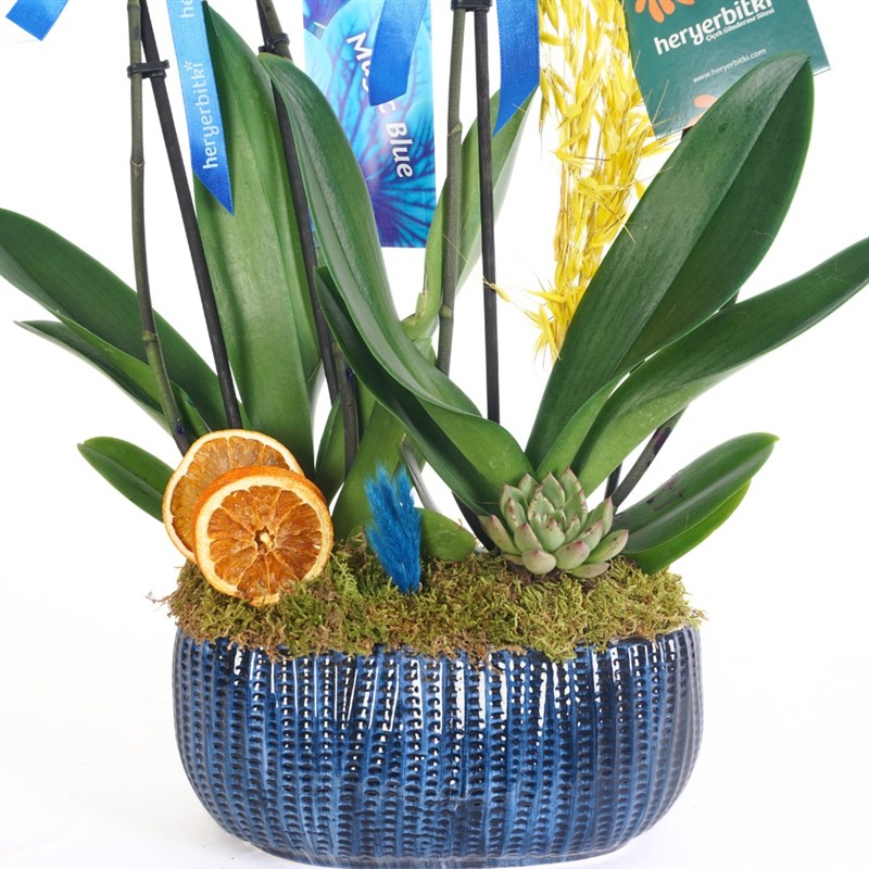 Blue Paradise (4 Dallı Mavi Orkide Aranjmanı)