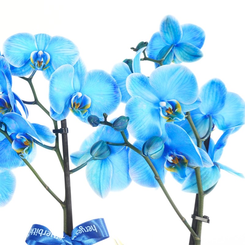 Blue Paradise (4 Dallı Mavi Orkide Aranjmanı)
