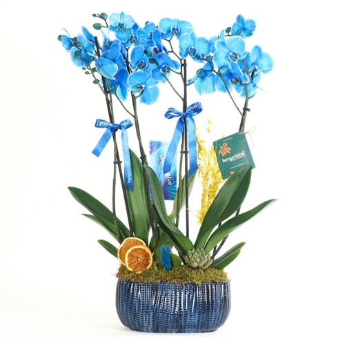 Blue Paradise (4 Dallı Mavi Orkide Aranjmanı)