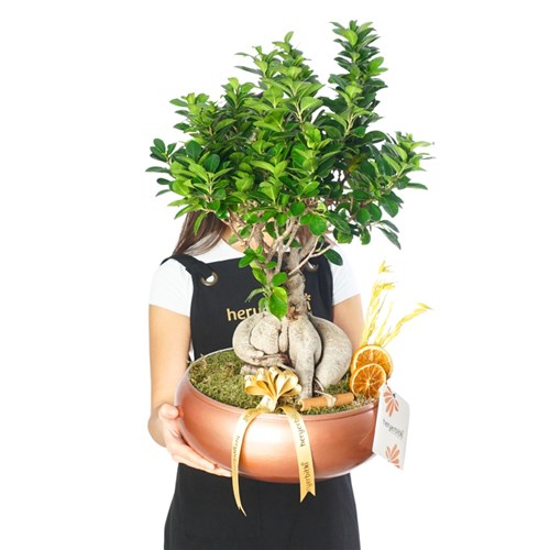 XL Bonsai Ağacı - Bakır Vazoda (Ficus Ginseng Premium)
