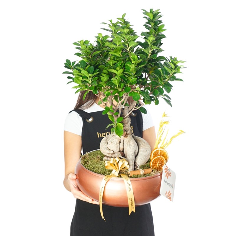 XL Bonsai Ağacı - Bakır Vazoda (Ficus Ginseng Premium)