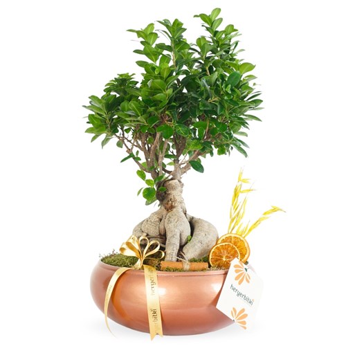 XL Bonsai Ağacı - Bakır Vazoda (Ficus Ginseng Premium)