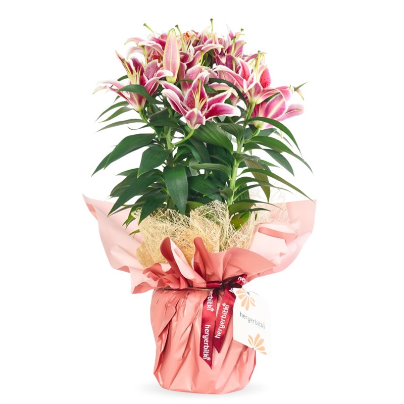 Lilyum Çiçeği - XL Pembe (Pink Elegance)