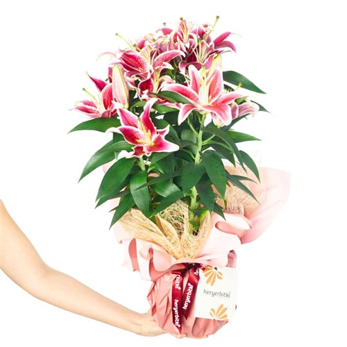 Lilyum Çiçeği - XL Pembe (Pink Elegance)