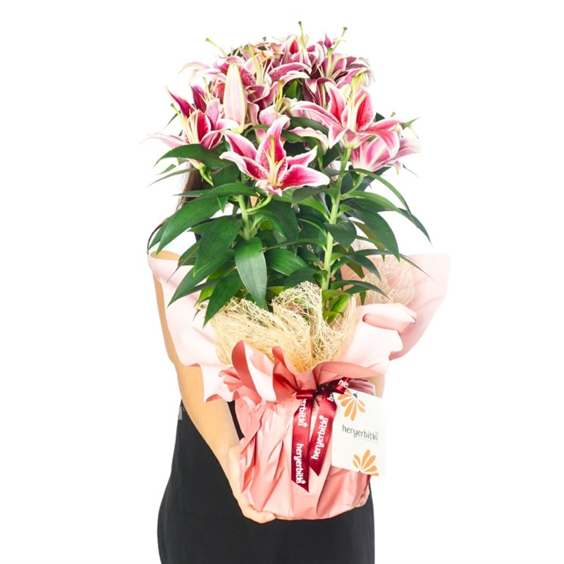 Lilyum Çiçeği - XL Pembe (Pink Elegance)
