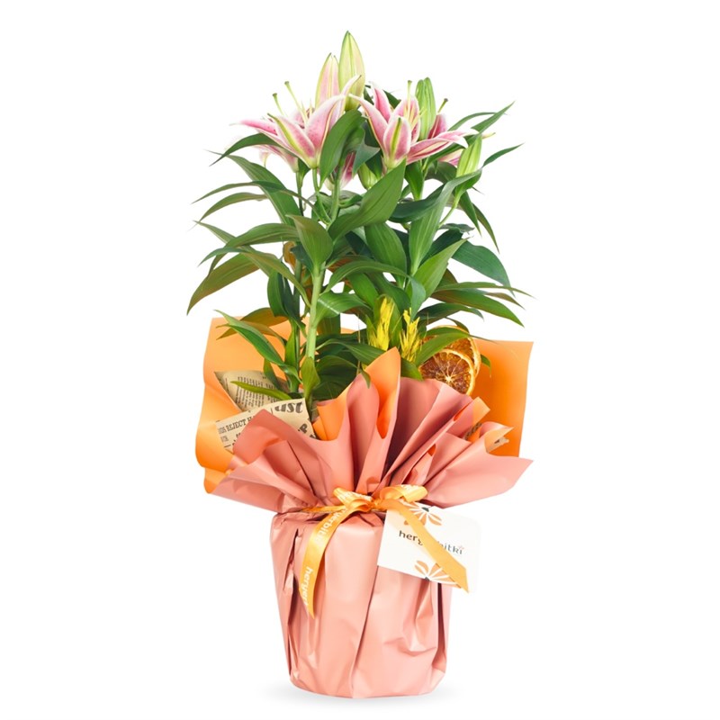   Lilyum Çiçeği - XL Pembe