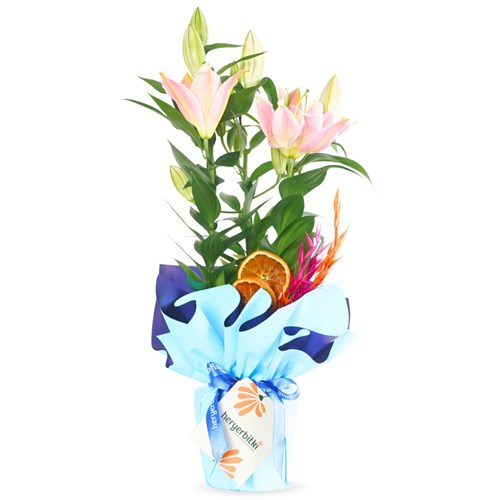 Lilyum Çiçeği - Mavi Hediye Paketli (Blue Aura)