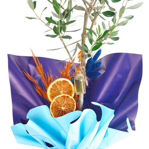 Zeytin Ağacı - Hediye Paketli (Aura Olive Tree)