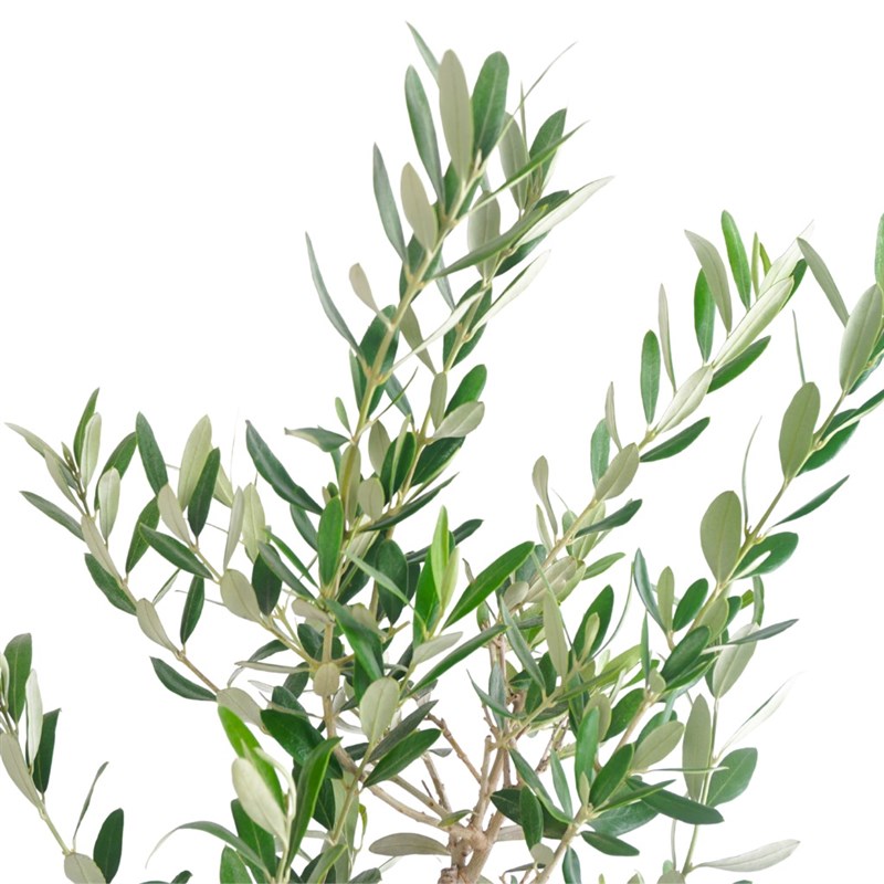 Zeytin Ağacı - Hediye Paketli (Aura Olive Tree)