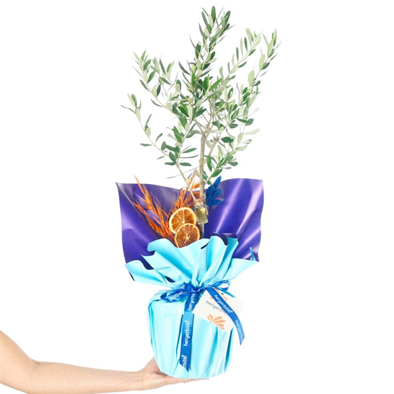 Zeytin Ağacı - Hediye Paketli (Aura Olive Tree)