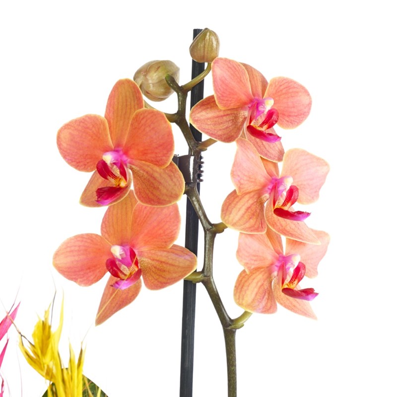 Blue Coral Gift (Fire Orchid Arrangement)